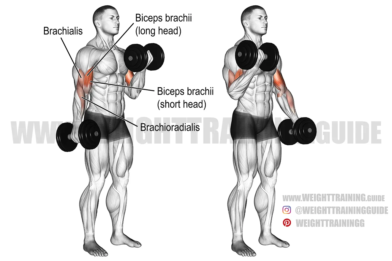 Hammer curl example 1