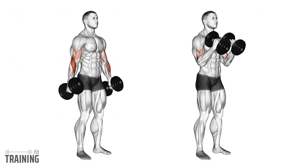 Bicep curl example 1